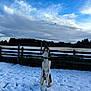 Blue is registered to the contest to win money with this photo: dog, snow, jumping, outdoor, fence, blue_collar, cloudy_sky, field, winter, playing, canine, nature, pet, active, daylight, grass, trees, animal, snowball, landscape