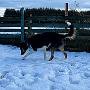 Blue joined the competition — help win amazing prizes! dog, snow, outdoor, fence, winter, cloudy_sky, canine, animal, nature, grass, collar, curious, exploring, rural, wooden_fence, daytime, cold, pet, walking, black_and_white
