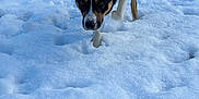 Blue is registered to the contest to win money with this photo: dog, snow, outdoor, black_and_white, canine, fence, winter, animal, pet, grass, nature, walking, curious, cold, fur, ears, muzzle, paw, focused, backyard