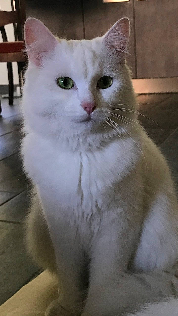 Moon participe au concours pour gagner de l'argent avec cette photo : aegean_cat, asian, asian_semi_longhair, british_semi_longhair, burmilla, carnivore, cat, domestic_long_haired_cat, domestic_short_haired_cat, eye, felidae, fur, javanese, khao_manee, mammal, small_to_medium_sized_cats, turkish_angora, turkish_van, vertebrate, whiskers