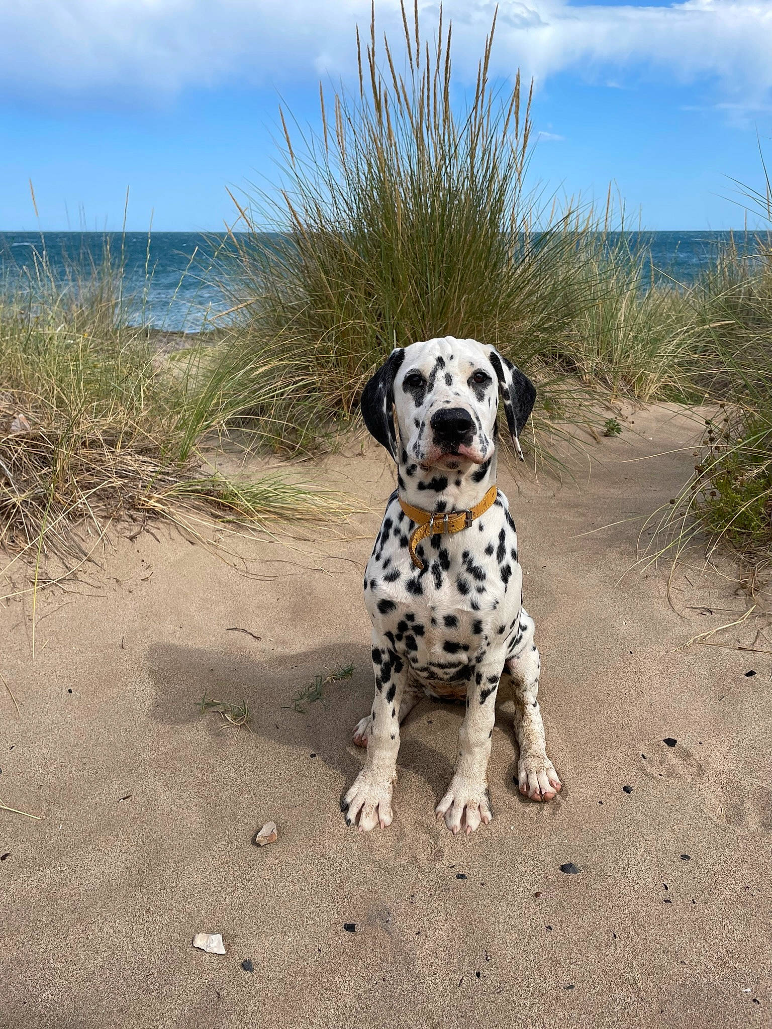 Tipi participe au concours pour gagner de l'argent avec cette photo : beach, canidae, carnivore, cloud, companion_dog, dalmatian, dog, dog_breed, dog_collar, dog_supply, grass, landscape, ocean, paw, plant, sand, sky, snout, water, working_dog