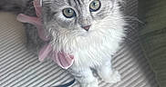 Britney participe au concours pour gagner de l'argent avec cette photo : kitten, cat, pet, fluffy, bow, white, gray, green_cushion, ribbed_fabric, indoor, cute, small, curious, sitting, looking_up, feline, domestic_animal, soft, adorable, young