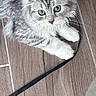 kitten, cat, pet, fur, playful, floor, wooden_floor, animal, cute, whiskers, paws, indoor, looking, young, domestic_cat, gray_cat, white_fur, striped, curious, small