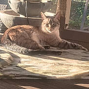 Alvin is registered to the contest to win money with this photo: cat, feline, pet, animal, long_hair, tabby, blue_eyes, sitting, lying_down, lounging, sunlight, outdoor, patio, garden, fountain, window, wood, blanket, portrait, relaxed