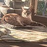 cat, feline, pet, animal, long_hair, tabby, blue_eyes, sitting, lying_down, lounging, sunlight, outdoor, patio, garden, fountain, window, wood, blanket, portrait, relaxed