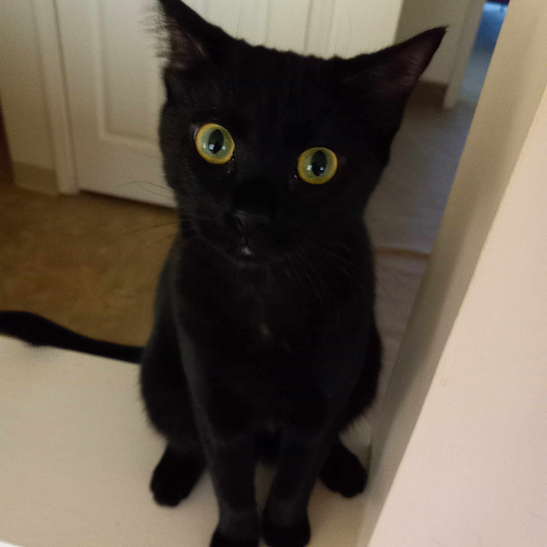 Sophie