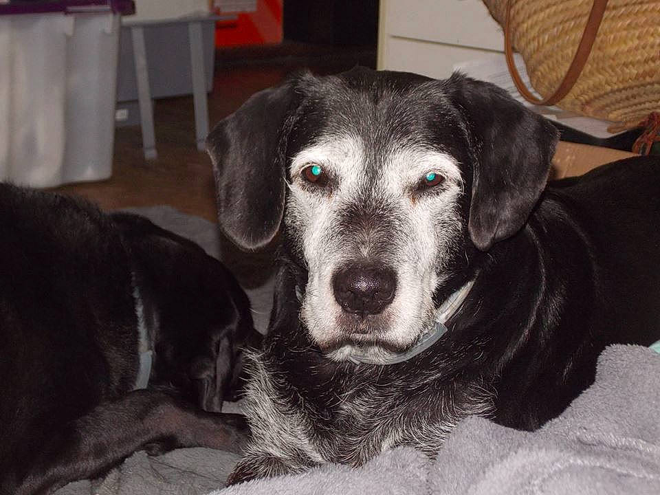 Baboon a rejoint le concours — aidez-le/la à gagner de superbes lots ! borador, canidae, carnivore, chair, comfort, companion_dog, couch, dog, dog_breed, ear, fur, guard_dog, hunting_dog, monochrome_photography, non_sporting_group, puppy, terrestrial_animal, whiskers, working_animal, working_dog