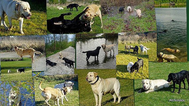 Baboon participe au concours pour gagner de l'argent avec cette photo : art, carnivore, collage, companion_dog, dog, dog_breed, grass, grassland, green, landscape, mammal, meadow, natural_landscape, pasture, plant, rural_area, vertebrate, water, wildlife, working_animal