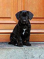 Baboon participe au concours pour gagner de l'argent avec cette photo : borador, canidae, carnivore, companion_dog, dog, dog_breed, door, flooring, fur, gun_dog, non_sporting_group, snout, sporting_group, terrestrial_animal, wood, working_animal