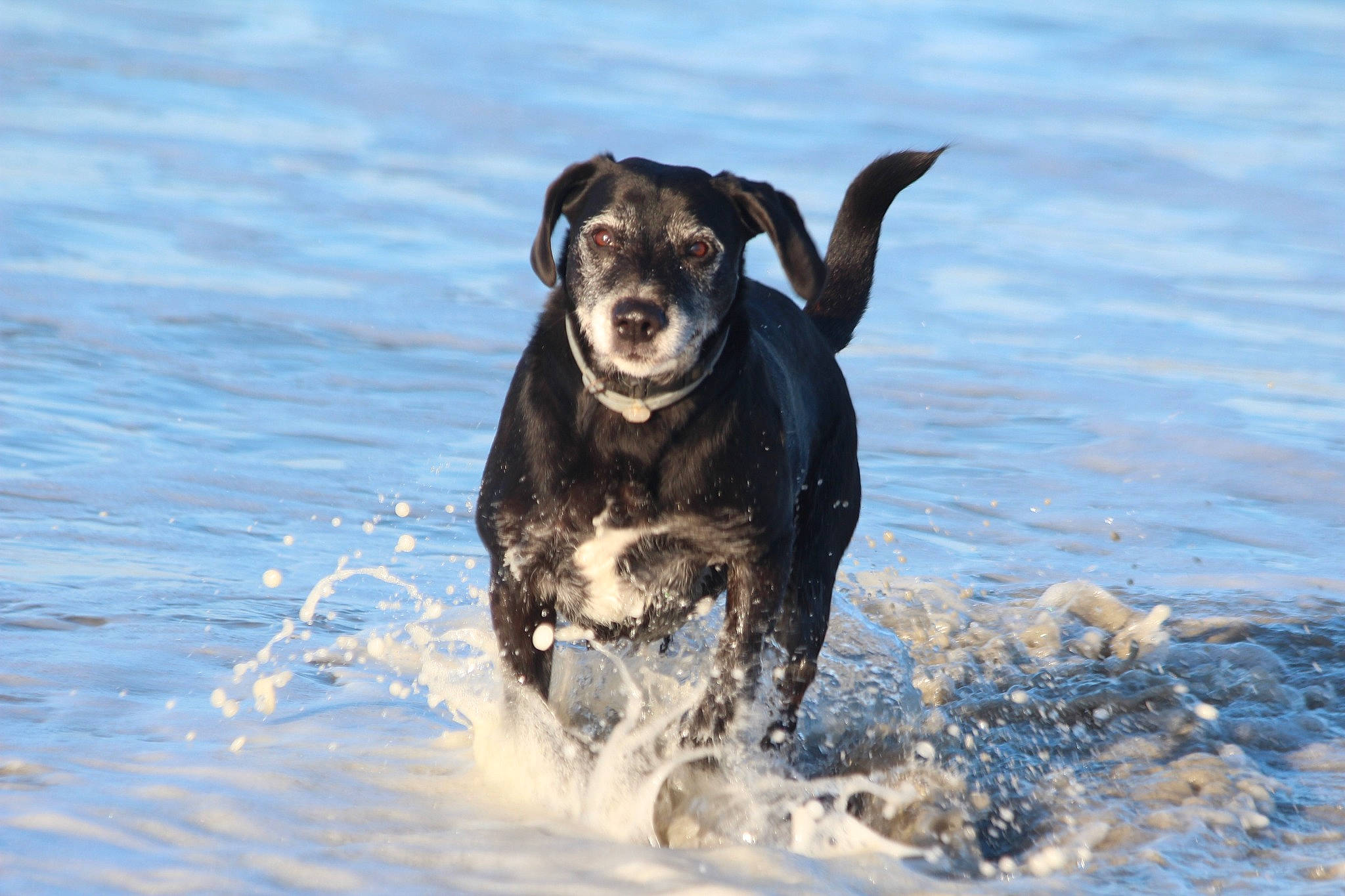 Baboon a rejoint le concours — aidez-le/la à gagner de superbes lots ! canidae, carnivore, companion_dog, dog, dog_breed, dog_collar, guard_dog, gun_dog, happy, lake, liquid, ocean, personal_protective_equipment, recreation, snout, sporting_group, water, wave, working_animal, working_dog