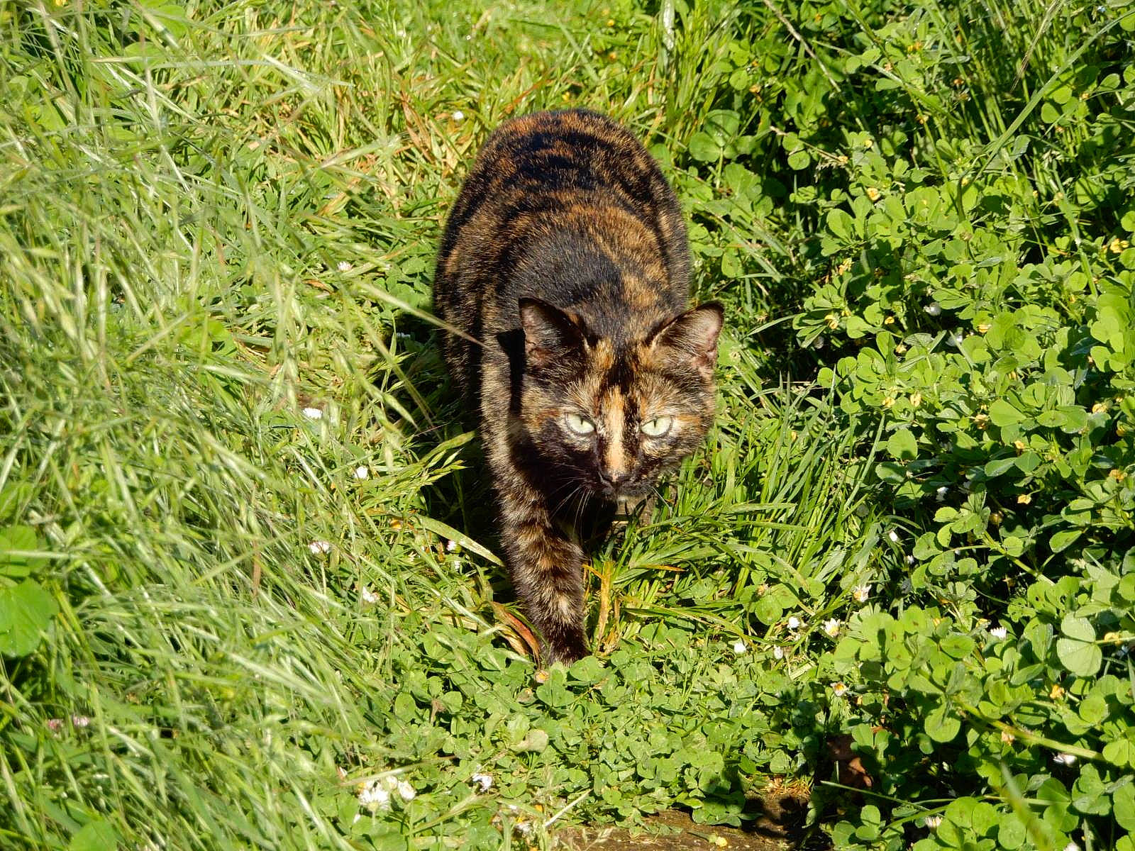 Noa participe au concours pour gagner de l'argent avec cette photo : carnivore, cat, domestic_short_haired_cat, felidae, fur, grass, grassland, groundcover, herb, herbaceous_plant, lynx, plant, small_to_medium_sized_cats, snout, soil, tail, terrestrial_animal, terrestrial_plant, whiskers, wildlife