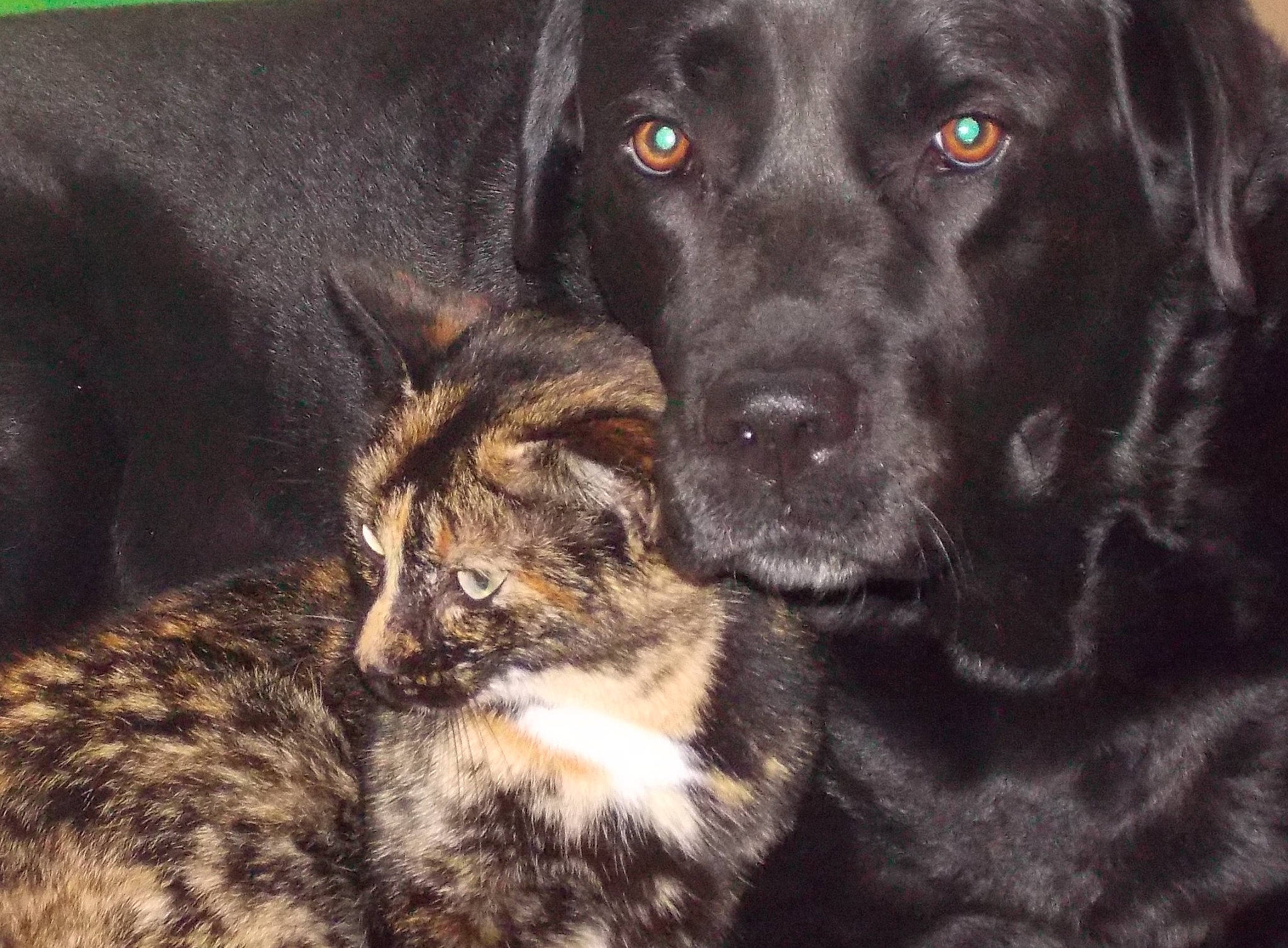 Noa a rejoint le concours — aidez-le/la à gagner de superbes lots ! borador, carnivore, cat, companion_dog, dog, dog_breed, domestic_short_haired_cat, eye, felidae, fur, guard_dog, gun_dog, hunting_dog, liver, retriever, small_to_medium_sized_cats, snout, terrestrial_animal, whiskers, working_animal