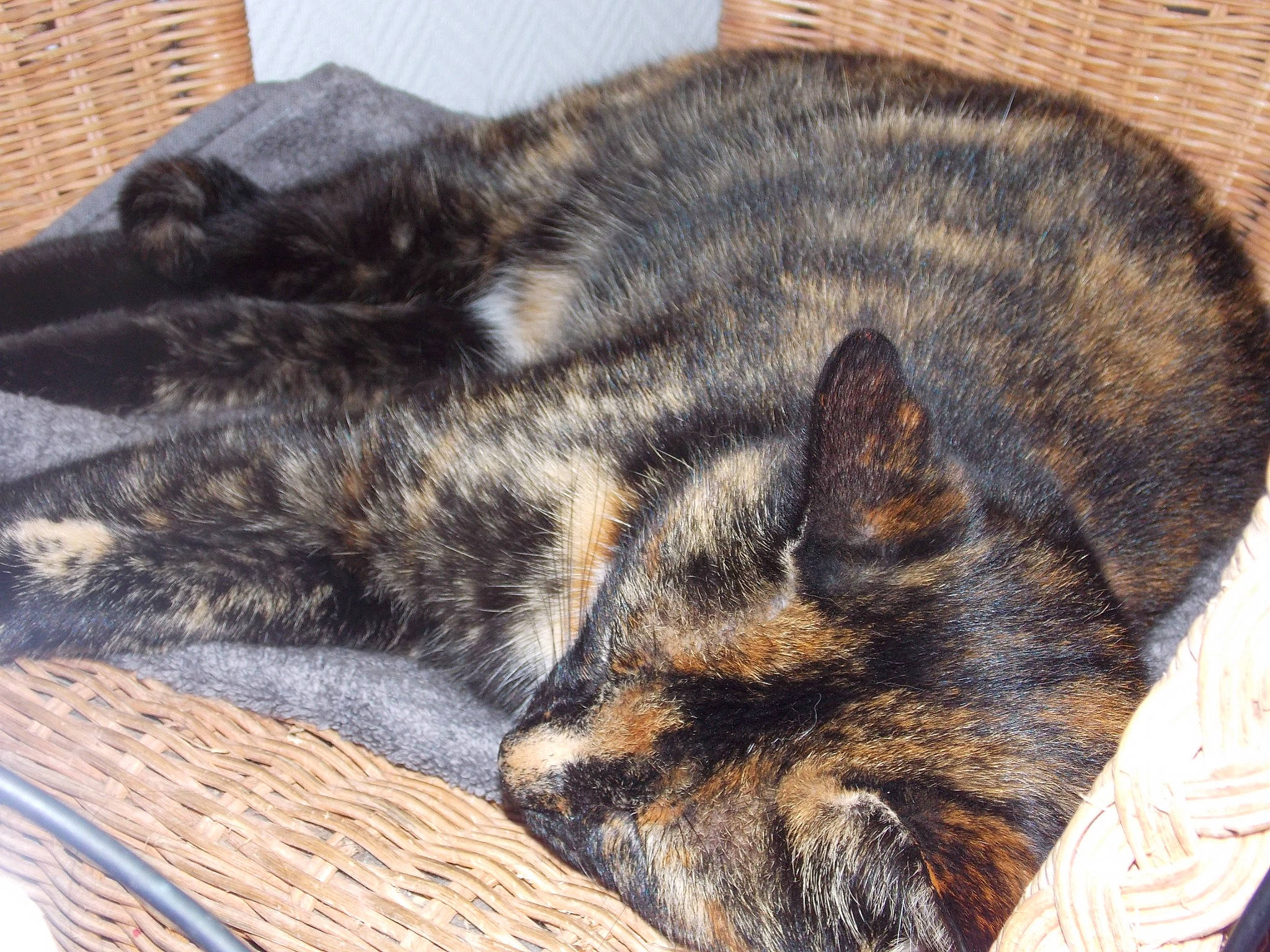 Noa a rejoint le concours — aidez-le/la à gagner de superbes lots ! art, carnivore, cat, claw, comfort, domestic_short_haired_cat, felidae, fur, nap, paw, sleep, small_to_medium_sized_cats, snout, tail, terrestrial_animal, whiskers, wood