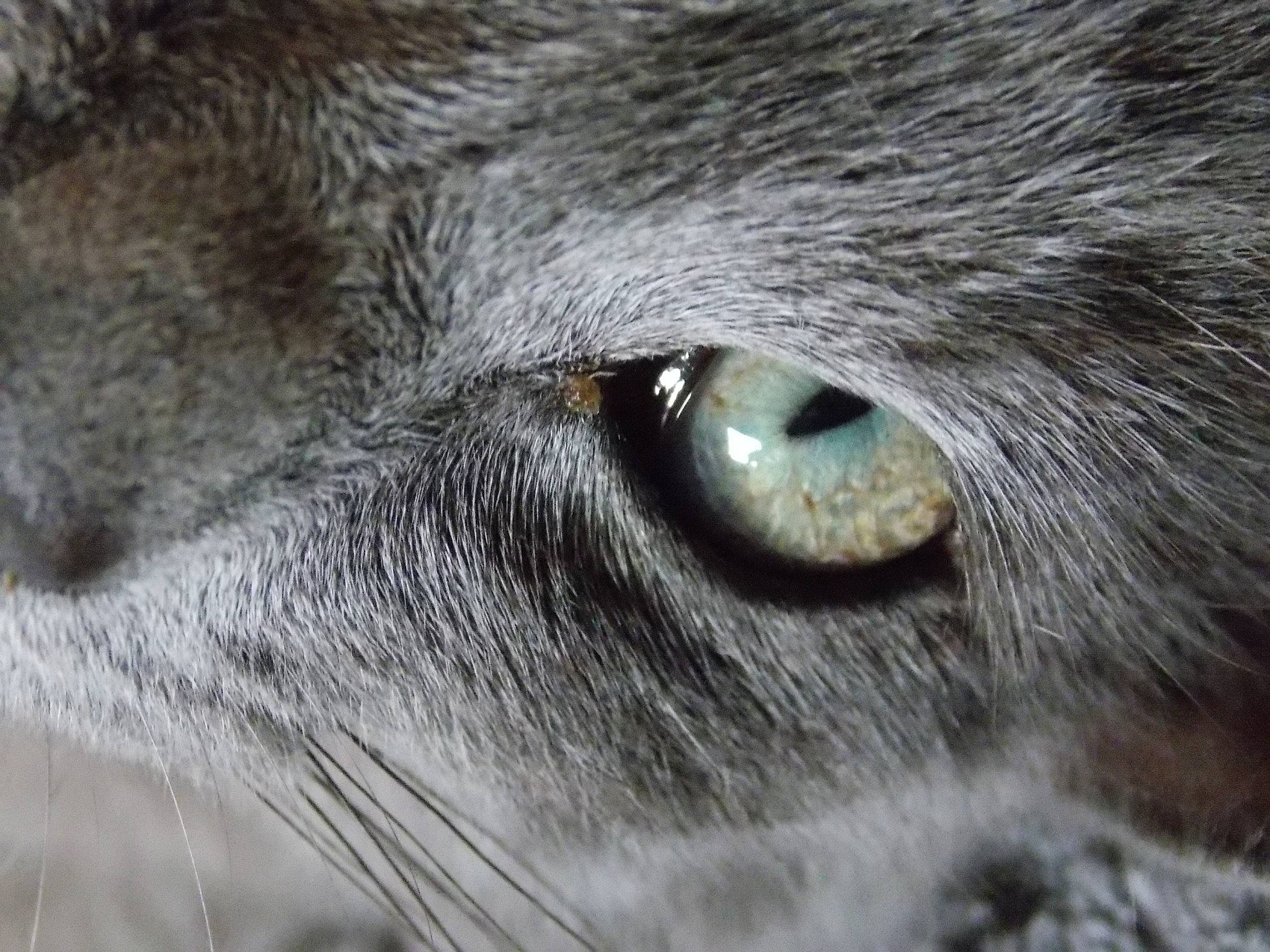 Mimi-siku participe au concours pour gagner de l'argent avec cette photo : carnivore, cat, domestic_short_haired_cat, eye, eyelash, felidae, fur, grass, grey, hair, head, human_body, iris, macro_photography, small_to_medium_sized_cats, snout, terrestrial_animal, whiskers, wildlife