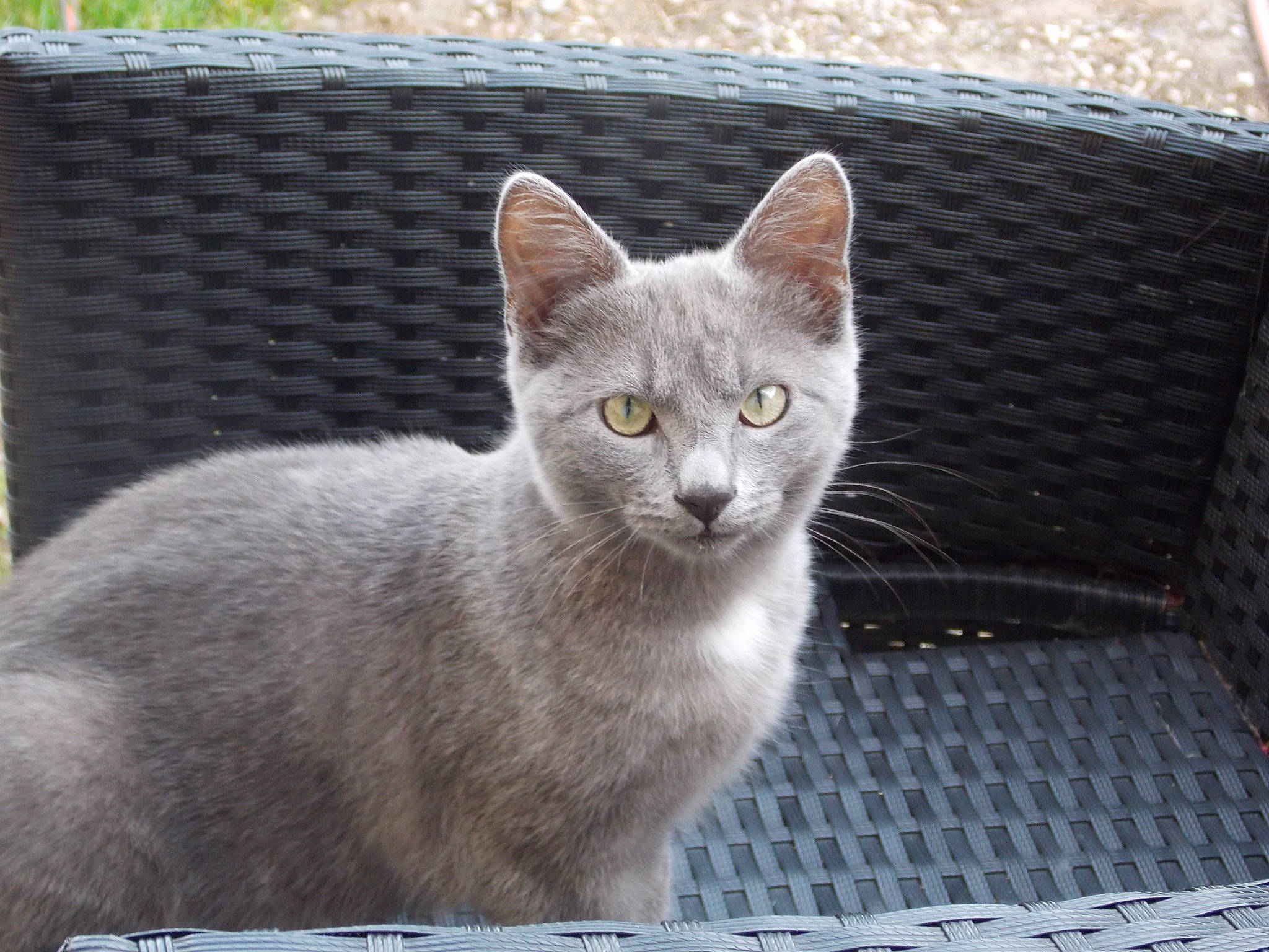 Mimi-siku participe au concours pour gagner de l'argent avec cette photo : carnivore, cat, domestic_short_haired_cat, felidae, fur, grey, mesh, russian_blue, sitting, small_to_medium_sized_cats, snout, tail, terrestrial_animal, whiskers, window