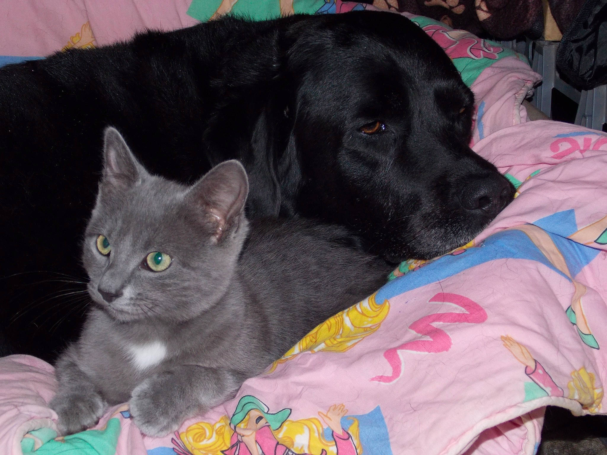 Mimi-siku participe au concours pour gagner de l'argent avec cette photo : carnivore, cat, collar, comfort, companion_dog, dog, dog_breed, dog_supply, domestic_short_haired_cat, felidae, grey, mammal, pet_supply, russian_blue, small_to_medium_sized_cats, snout, tail, vertebrate, whiskers, working_animal