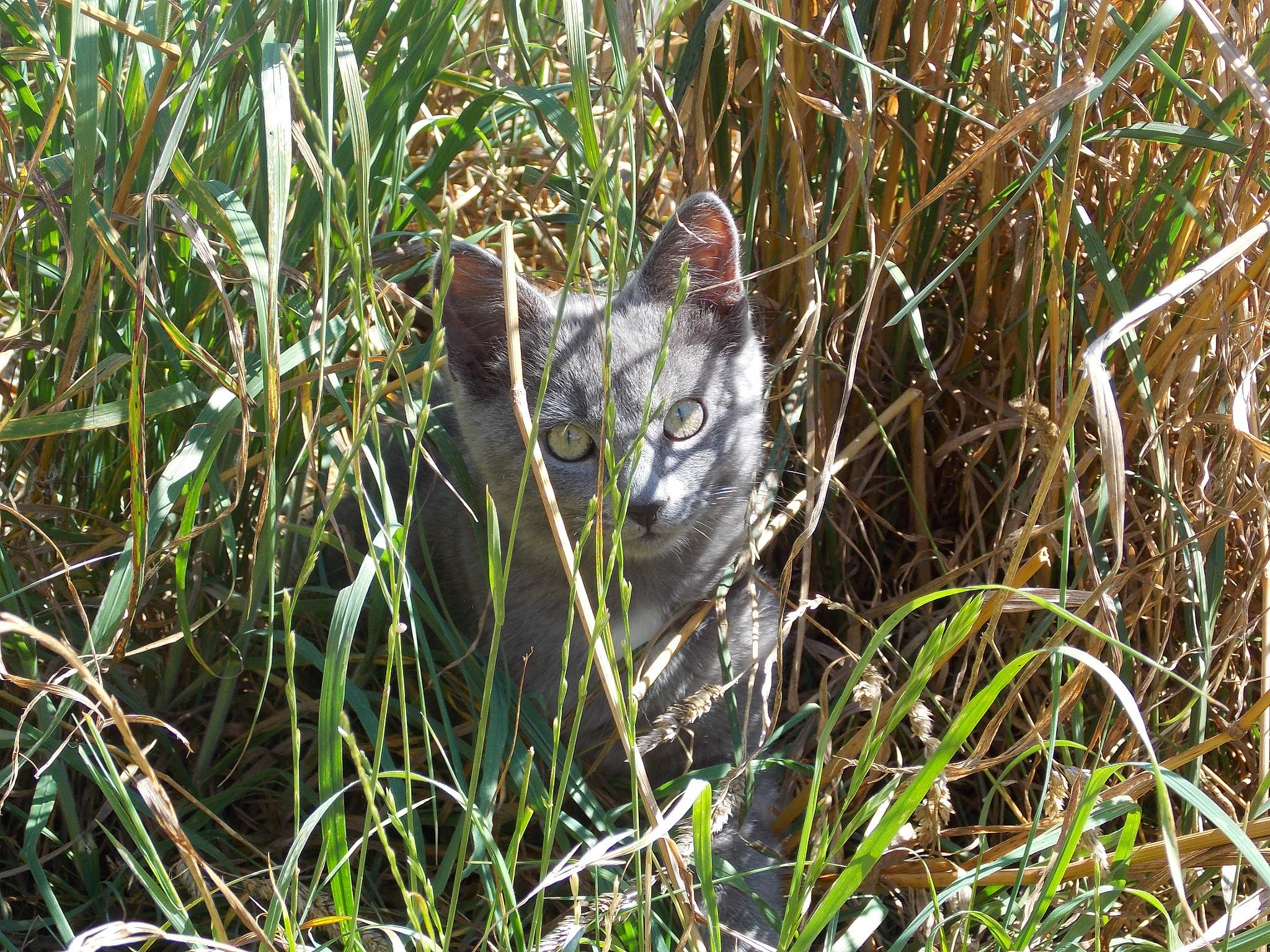Mimi-siku a rejoint le concours — aidez-le/la à gagner de superbes lots ! beak, carnivore, cat, domestic_short_haired_cat, felidae, flowering_plant, fur, grass, grass_family, groundcover, herb, plant, poales, sedge_family, small_to_medium_sized_cats, tail, terrestrial_animal, terrestrial_plant, wetland, whiskers