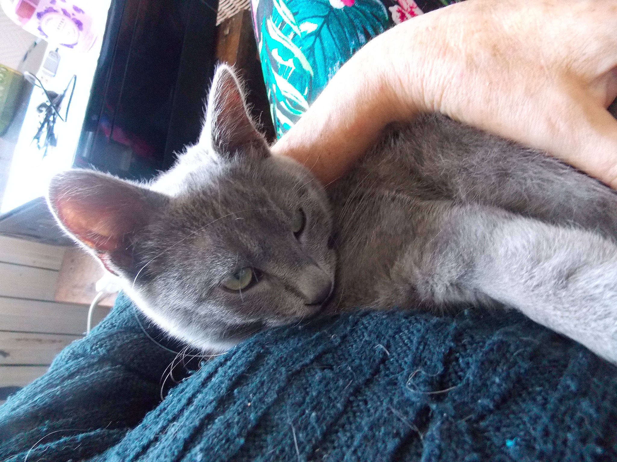 Mimi-siku participe au concours pour gagner de l'argent avec cette photo : carnivore, cat, chartreux, claw, comfort, domestic_short_haired_cat, ear, electric_blue, felidae, fur, grey, human_leg, nail, nap, paw, russian_blue, sitting, sleep, small_to_medium_sized_cats, whiskers