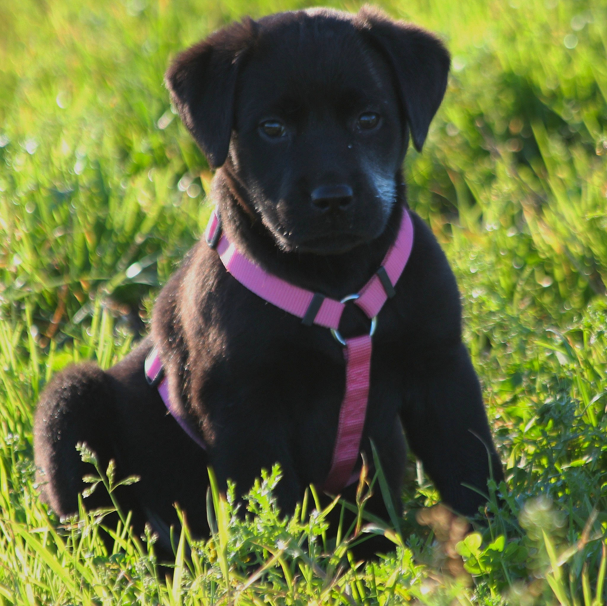 Izys a rejoint le concours — aidez-le/la à gagner de superbes lots ! borador, canidae, carnivore, collar, companion_dog, dog, dog_breed, dog_collar, dog_supply, fashion_accessory, fawn, fur, grass, leash, pet_supply, plant, snout, sporting_group, whiskers, working_animal