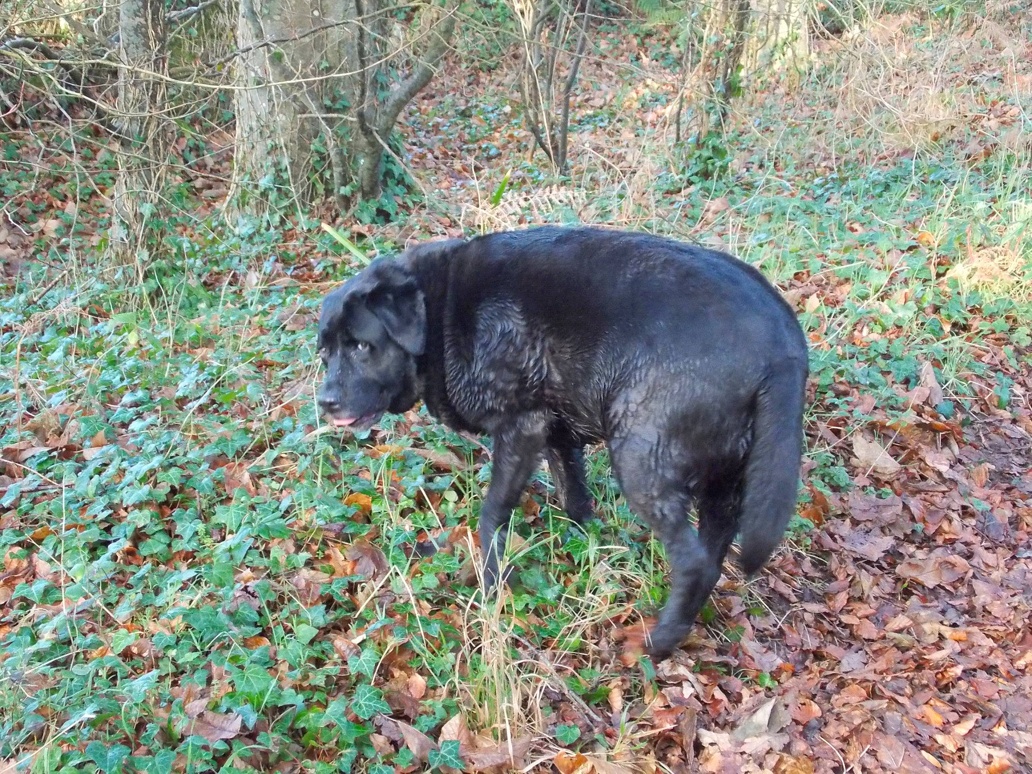 Izys a rejoint le concours — aidez-le/la à gagner de superbes lots ! borador, carnivore, dog, dog_breed, forest, grass, groundcover, gun_dog, natural_landscape, plant, retriever, shrub, snout, soil, sporting_group, tail, terrestrial_animal, tree, woodland, working_animal