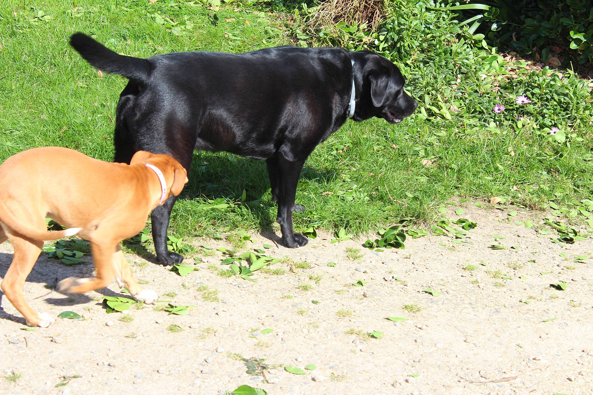 Izys a rejoint le concours — aidez-le/la à gagner de superbes lots ! borador, canidae, carnivore, collar, companion_dog, dog, dog_breed, dog_collar, dog_supply, fawn, grass, guard_dog, gun_dog, plant, snout, sporting_group, tail, terrestrial_animal, working_animal, working_dog