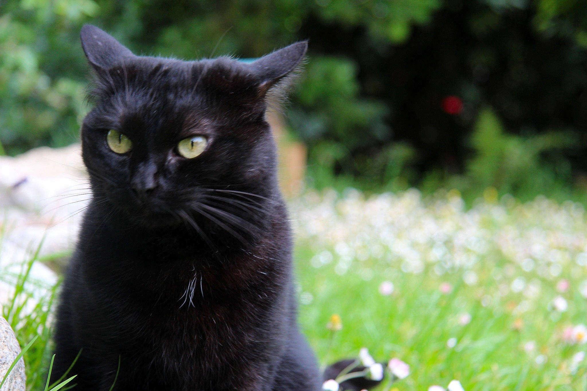 Ambre participe au concours pour gagner de l'argent avec cette photo : black_cat, bombay, carnivore, cat, domestic_short_haired_cat, event, felidae, flower, fur, grass, groundcover, herbaceous_plant, petal, plant, small_to_medium_sized_cats, snout, tail, terrestrial_animal, whiskers, window
