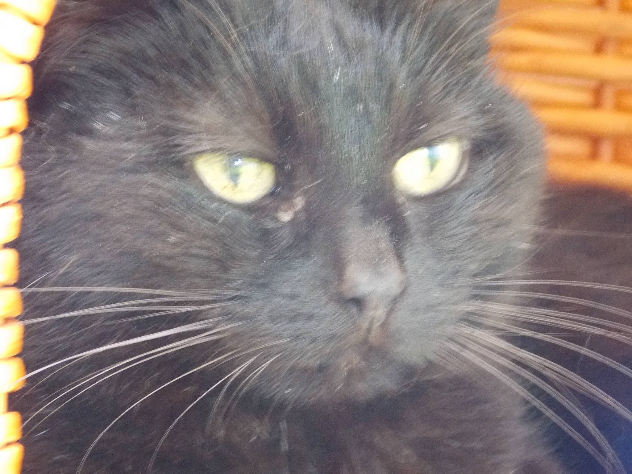 Ambre participe au concours pour gagner de l'argent avec cette photo : black_cat, bombay, carnivore, cat, close_up, domestic_short_haired_cat, eye, felidae, fur, hair, hardwood, head, mammal, small_to_medium_sized_cats, snout, terrestrial_animal, whiskers, wood