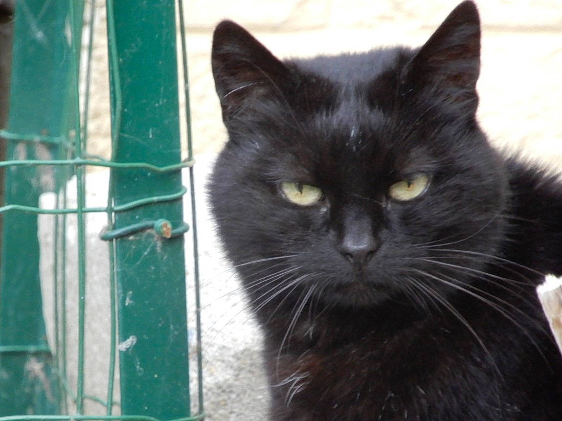 Ambre participe au concours pour gagner de l'argent avec cette photo : black_cat, bombay, carnivore, cat, domestic_short_haired_cat, felidae, fur, iris, pet_supply, small_to_medium_sized_cats, snout, terrestrial_animal, whiskers, window