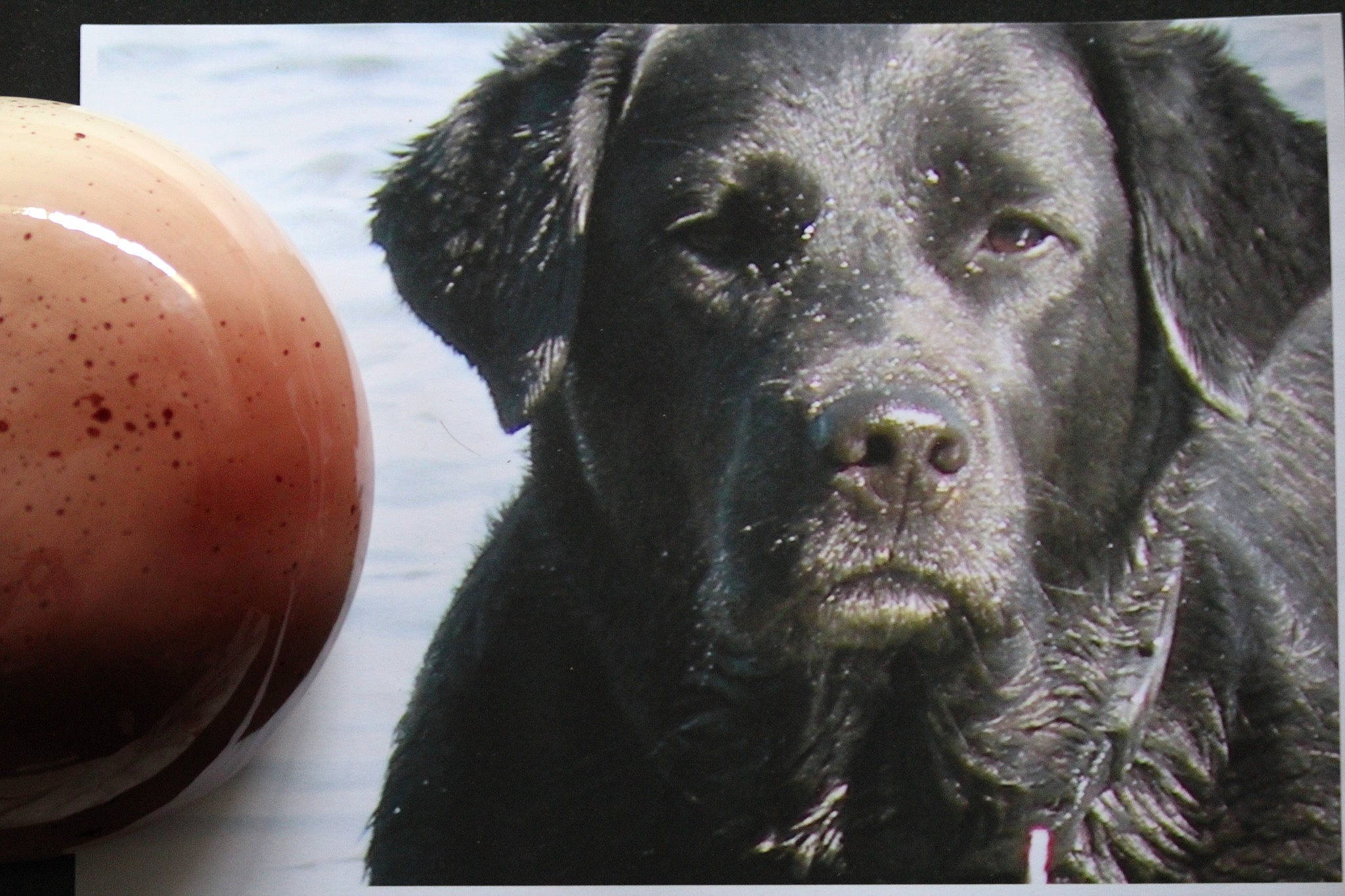 Violine participe au concours pour gagner de l'argent avec cette photo : ball, borador, canidae, carnivore, companion_dog, cricket_ball, dog, dog_breed, dog_collar, fur, guard_dog, gun_dog, hunting_dog, retriever, snout, sporting_group, terrestrial_animal, whiskers, working_animal, working_dog