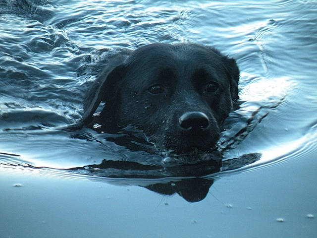 Violine a rejoint le concours — aidez-le/la à gagner de superbes lots ! canidae, carnivore, companion_dog, dog, dog_breed, electric_blue, gun_dog, lake, liquid, ocean, recreation, reflection, retriever, snout, sporting_group, vertebrate, water, wave, wind_wave, working_animal