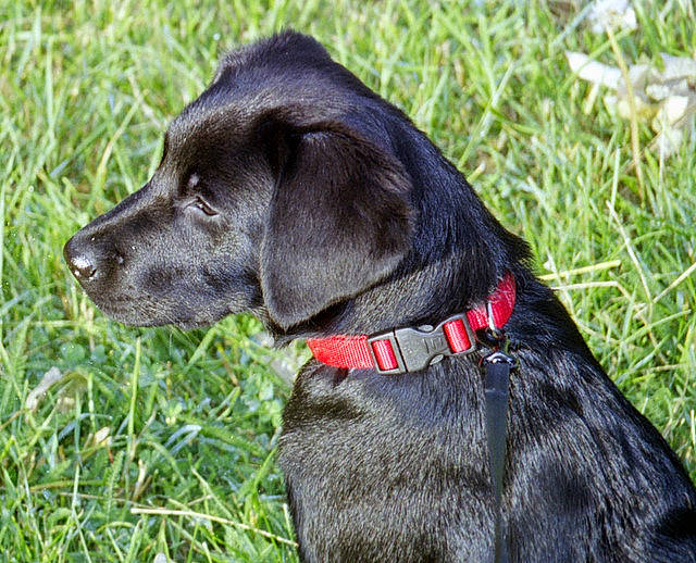 Violine a rejoint le concours — aidez-le/la à gagner de superbes lots ! borador, canidae, carnivore, collar, companion_dog, dog, dog_breed, dog_collar, dog_supply, fashion_accessory, grass, gun_dog, leash, liver, pet_supply, plant, sporting_group, tail, whiskers, working_animal