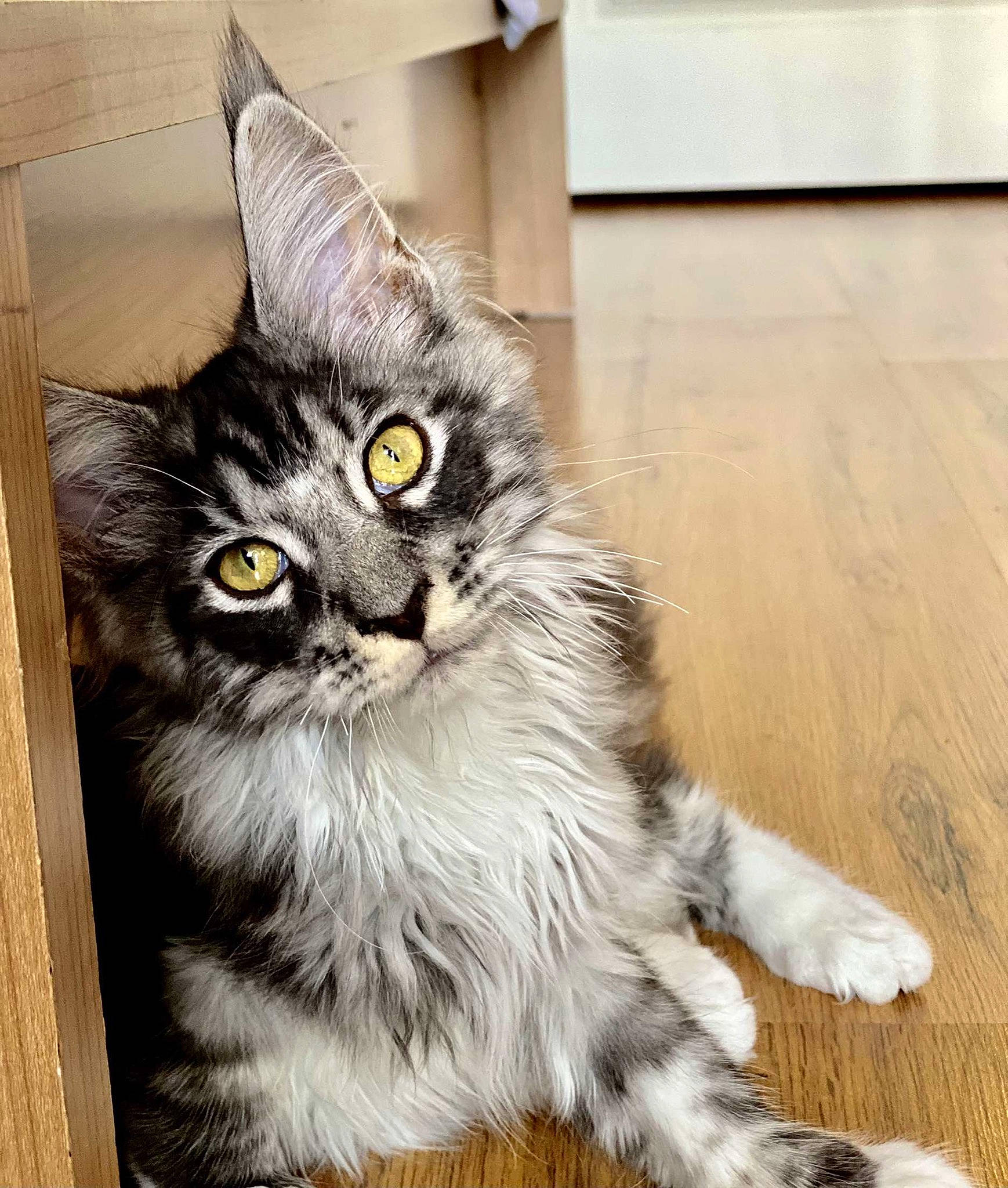 Sharly participe au concours pour gagner de l'argent avec cette photo : automotive_tire, carnivore, cat, claw, domestic_short_haired_cat, door, felidae, flooring, fur, grey, hardwood, maine_coon, paw, sitting, small_to_medium_sized_cats, snout, tail, whiskers, window, wood