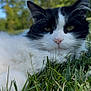 Mumu is registered to the contest to win money with this photo: cat, black_and_white, fluffy, grass, outdoor, nature, relaxed, animal, pet, feline, greenery, close_up, daylight, whiskers, face, ears, nose, eyes, lying_down, summer