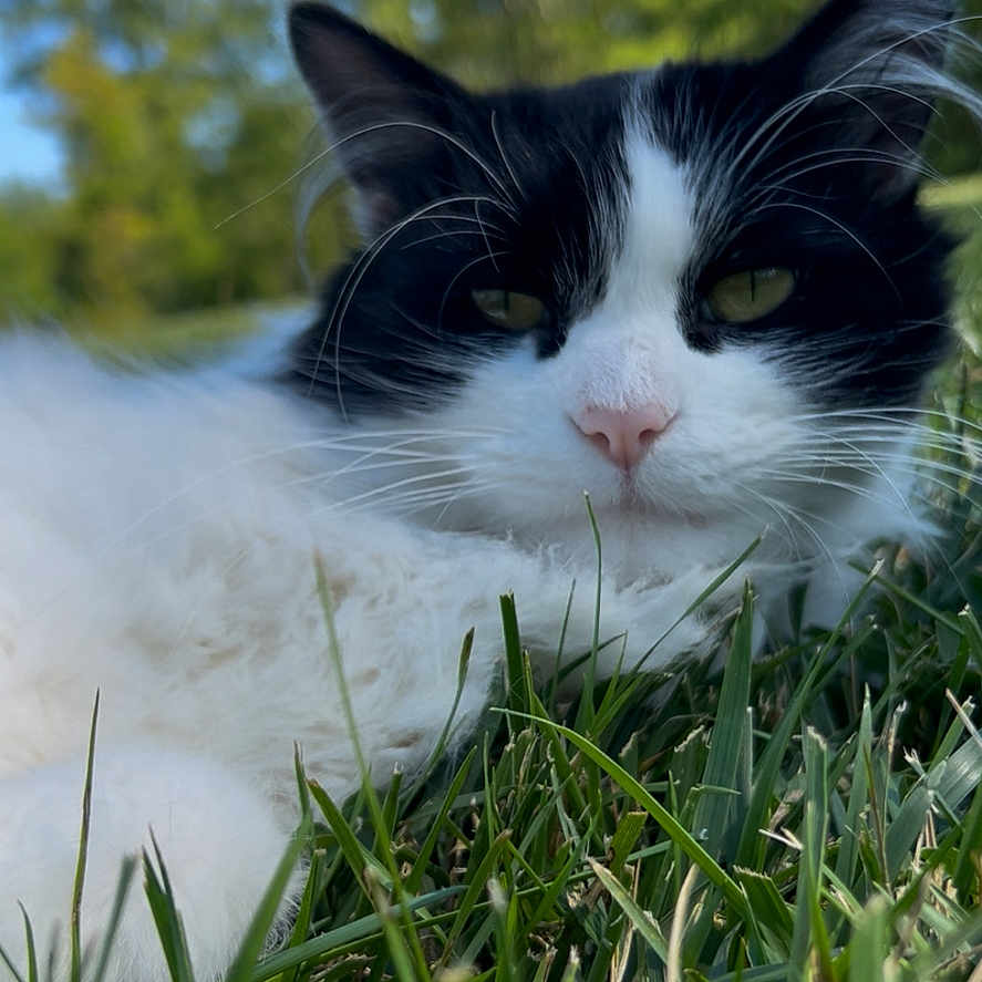 Mumu is registered to the contest to win money with this photo: animal, black_and_white, cat, close_up, daylight, ears, eyes, face, feline, fluffy, grass, greenery, lying_down, nature, nose, outdoor, pet, relaxed, summer, whiskers