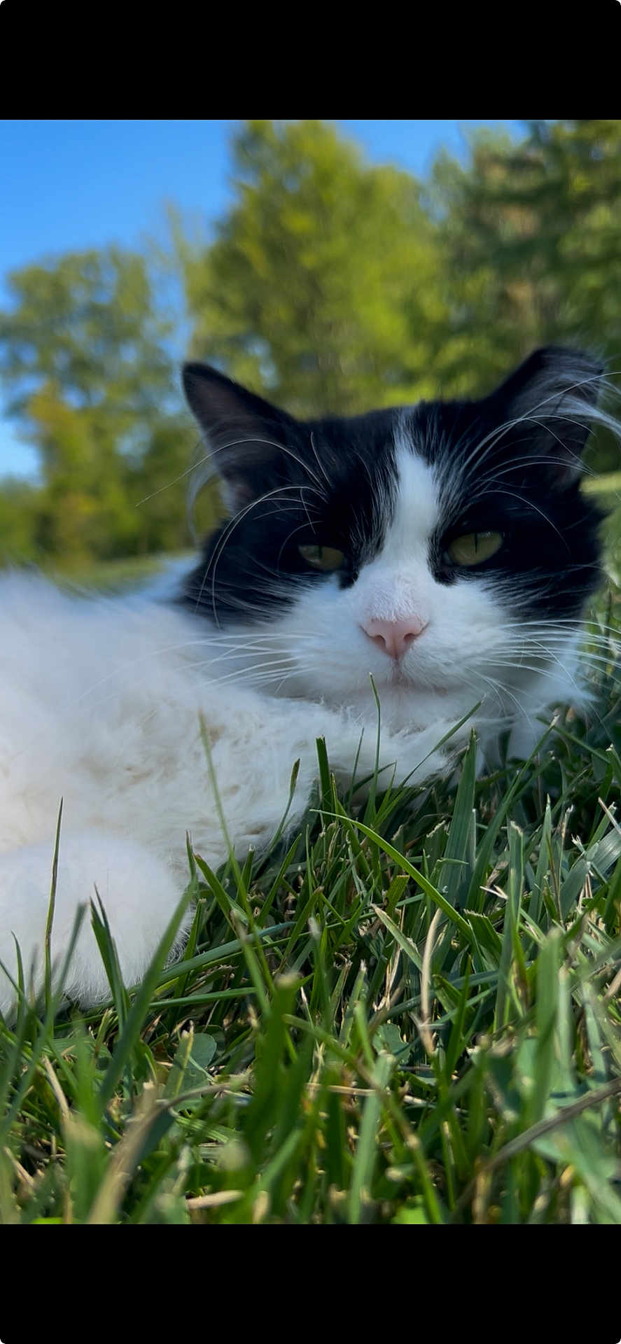 Mumu is registered to the contest to win money with this photo: cat, black_and_white, fluffy, grass, outdoor, nature, relaxed, animal, pet, feline, greenery, close_up, daylight, whiskers, face, ears, nose, eyes, lying_down, summer