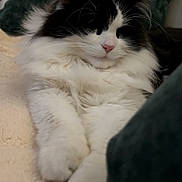 Mumu is registered to the contest to win money with this photo: cat, black_and_white, fluffy, sleeping, cozy, cushion, blanket, indoor, pet, relaxed, furry, closeup, whiskers, paws, nap, soft, comfort, domestic, animal, resting