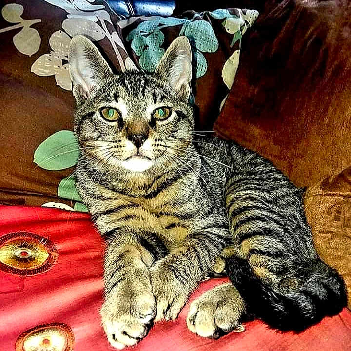 Jayden is registered to the contest to win money with this photo: american_shorthair, california_spangled, carnivoran, cat, cat_like_mammal, claw, domestic_short_haired_cat, dragon_li, european_shorthair, fauna, kitten, mammal, organism, pixie_bob, small_to_medium_sized_cats, snout, tabby_cat, toyger, whiskers, wild_cat