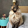 animal, bed, bedside_table, bedspread, blue_eyes, cat, cozy, domestic_cat, feline, fluffy, furniture, gray_wall, home_interior, indoor, lamp, looking_away, patterned, pet, sitting, wooden