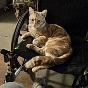 Speedy joined the competition — help win amazing prizes! cat, orange_tabby, wheelchair, indoor, furniture, armchair, carpet, relaxed, pet, animal, legs, slippers, floor, domestic, seated, resting, cozy, home, casual, calm