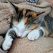Plume a rejoint le concours — aidez-le/la à gagner de superbes lots ! kitten, cat, calico, sleeping, paw, blanket, cozy, fur, pet, cute, resting, indoor, animal, soft, relaxation, napping, small, fur_pattern, comfort, hand