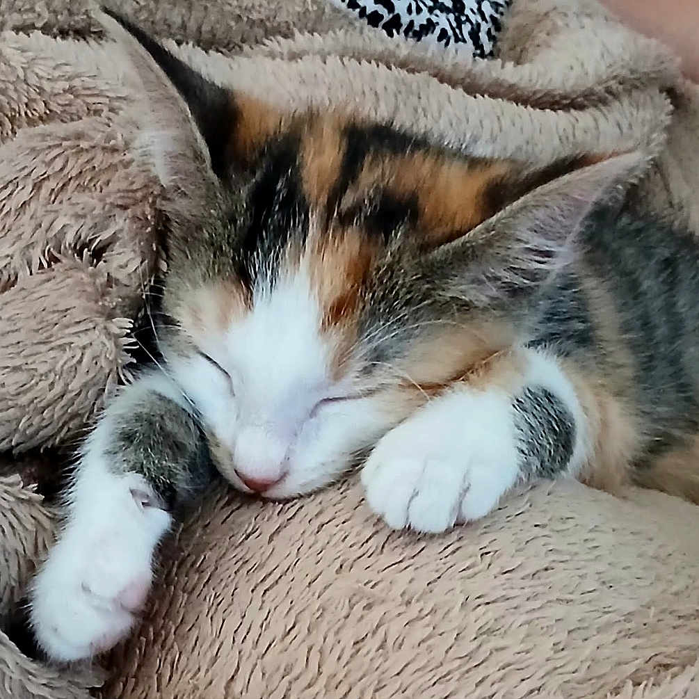 Plume a rejoint le concours — aidez-le/la à gagner de superbes lots ! kitten, cat, calico, sleeping, paw, blanket, cozy, fur, pet, cute, resting, indoor, animal, soft, relaxation, napping, small, fur_pattern, comfort, hand