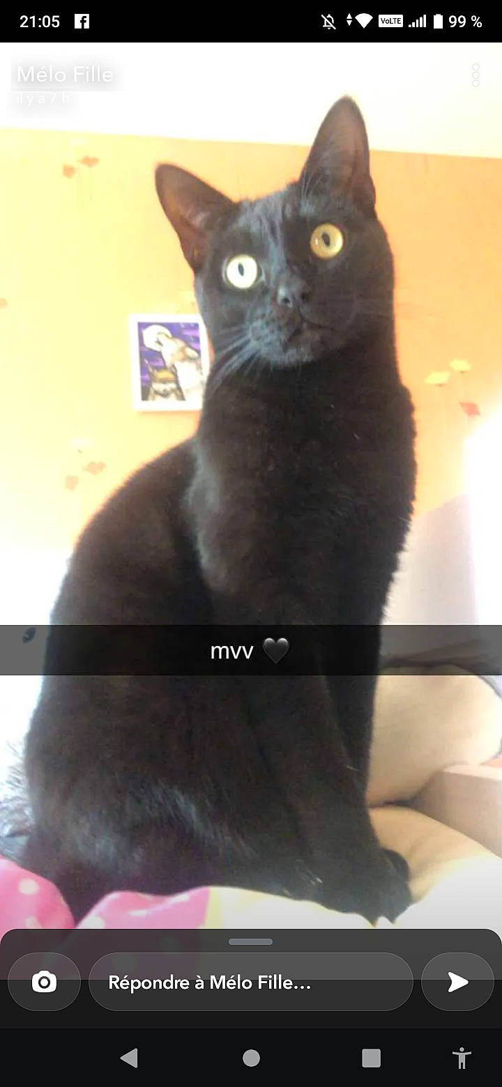 Simba participe au concours pour gagner de l'argent avec cette photo : black_cat, carnivore, cat, domestic_short_haired_cat, felidae, fur, small_to_medium_sized_cats, snout, terrestrial_animal, whiskers, white