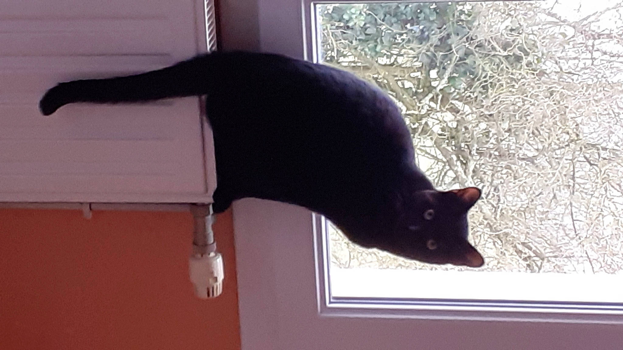 Simba a rejoint le concours — aidez-le/la à gagner de superbes lots ! balance, black_cat, bombay, carnivore, cat, domestic_short_haired_cat, elbow, felidae, flooring, fur, plant, shadow, small_to_medium_sized_cats, tail, terrestrial_animal, tints_and_shades, tree, whiskers, window, wood