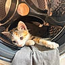 Plumes a rejoint le concours — aidez-le/la à gagner de superbes lots ! kitten, cat, washing_machine, clothing, gray_pants, curious, pet, domestic_animal, indoor, young_animal, cute, small, feline, fur, whiskers, paw, machine_drum, metal, household, light