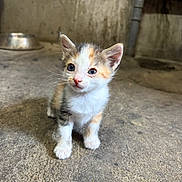 Plumes participe au concours pour gagner de l'argent avec cette photo : kitten, calico, cat, animal, pet, young, curious, concrete_floor, indoor, pipe, metal_bowl, small, fur, whiskers, ears, eyes, cute, alone, shelter, floor