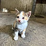 alone, animal, calico, cat, concrete_floor, curious, cute, ears, eyes, floor, fur, indoor, kitten, metal_bowl, pet, pipe, shelter, small, whiskers, young