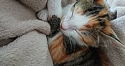 Plumes a rejoint le concours — aidez-le/la à gagner de superbes lots ! cat, kitten, calico, sleeping, cozy, blanket, fur, paw, resting, cute, pet, animal, nap, soft, indoor, closeup, relaxing, whiskers, feline, warm