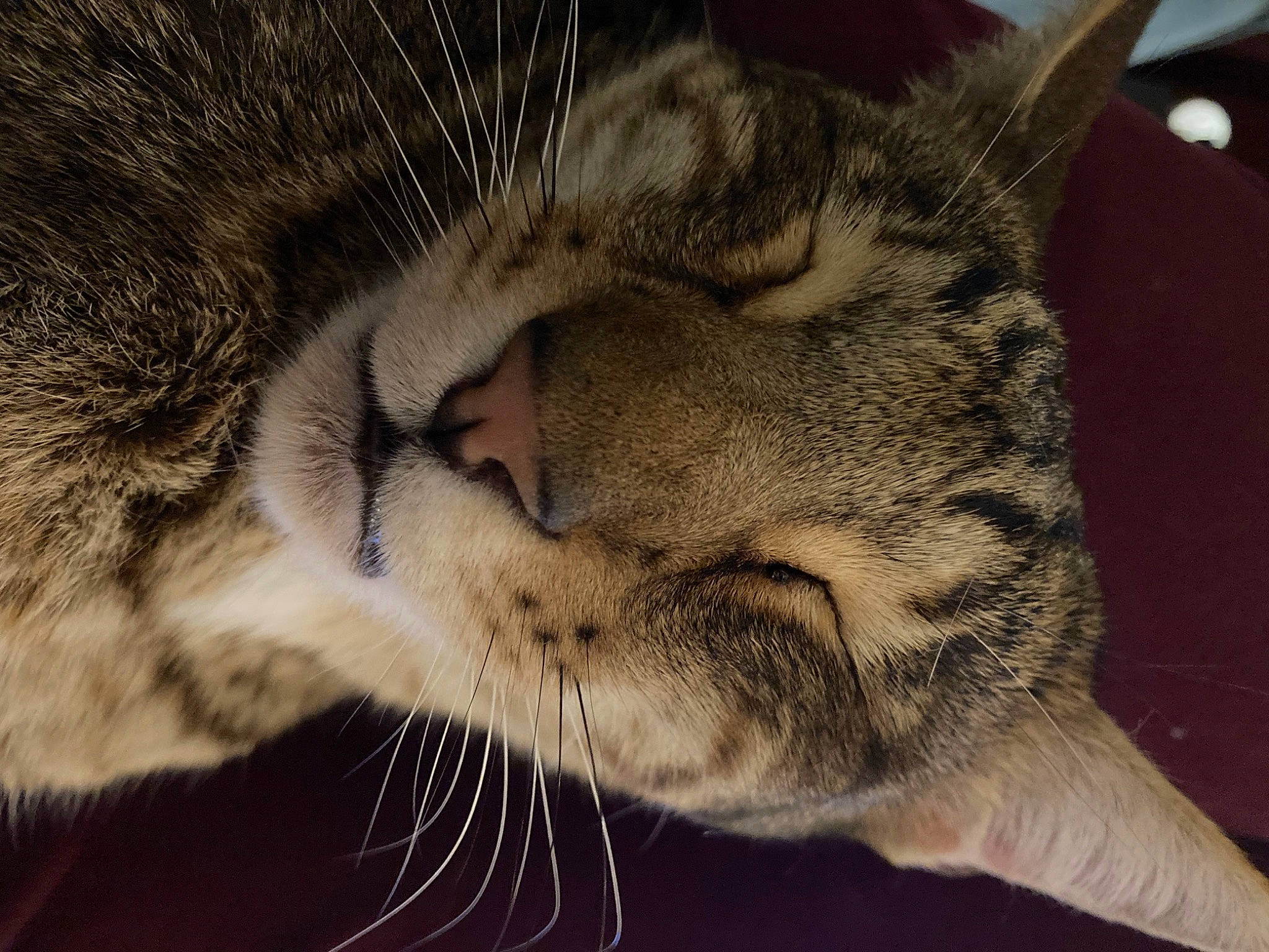 Minus a rejoint le concours — aidez-le/la à gagner de superbes lots ! carnivore, cat, claw, close_up, comfort, domestic_short_haired_cat, ear, felidae, fur, nap, paw, sleep, small_to_medium_sized_cats, snout, tail, terrestrial_animal, tree, whiskers, wildlife