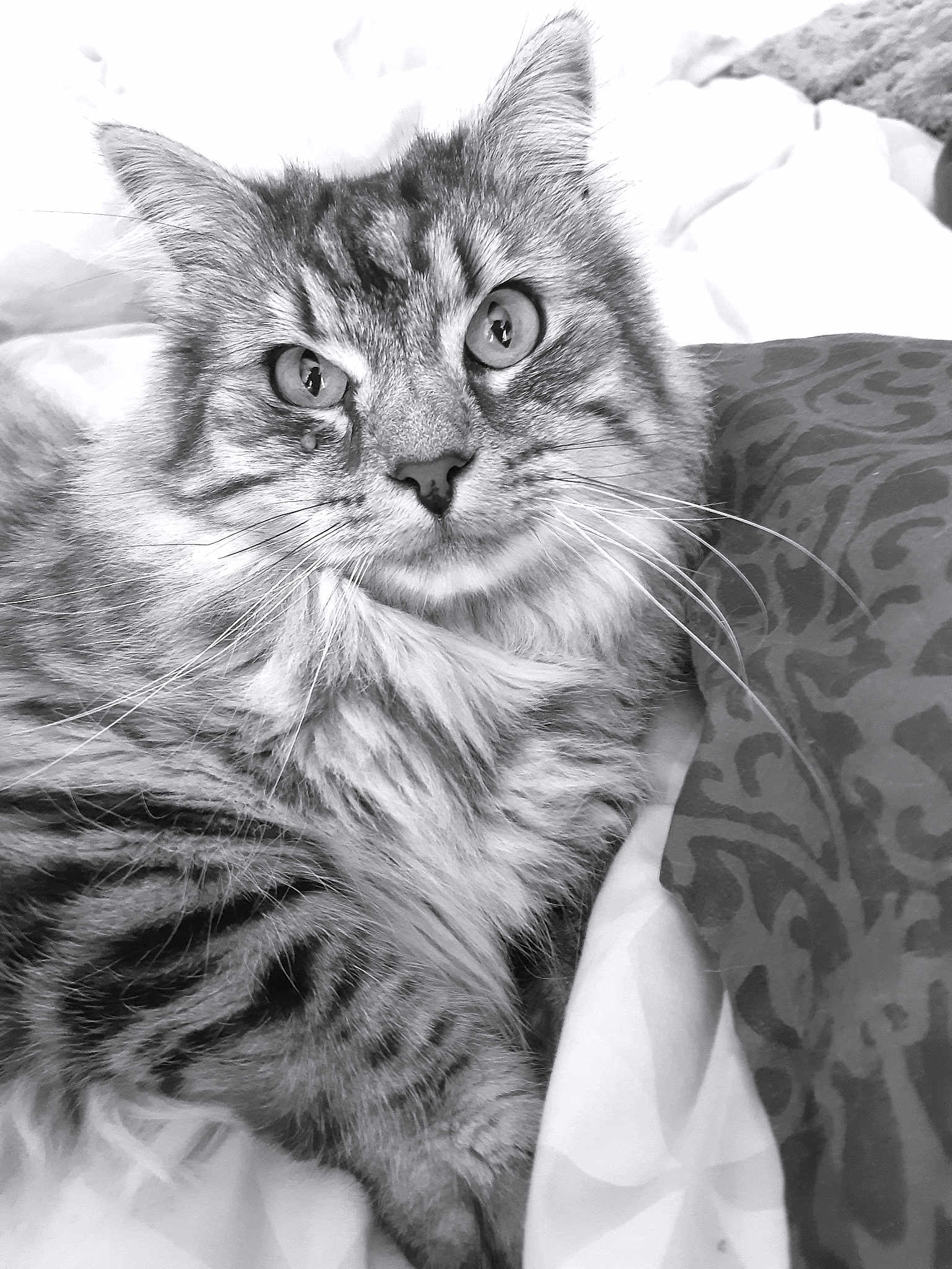 Cecil