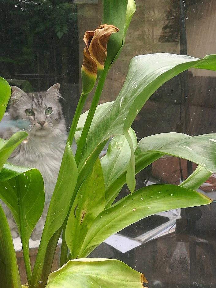 Cecil a rejoint le concours — aidez-le/la à gagner de superbes lots ! annual_plant, carnivore, cat, domestic_short_haired_cat, felidae, flower, flowering_plant, fur, grass, green, groundcover, herb, houseplant, petal, plant, plant_stem, small_to_medium_sized_cats, terrestrial_animal, terrestrial_plant, whiskers